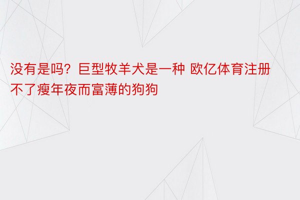 没有是吗？巨型牧羊犬是一种 欧亿体育注册不了瘦年夜而富薄的狗狗