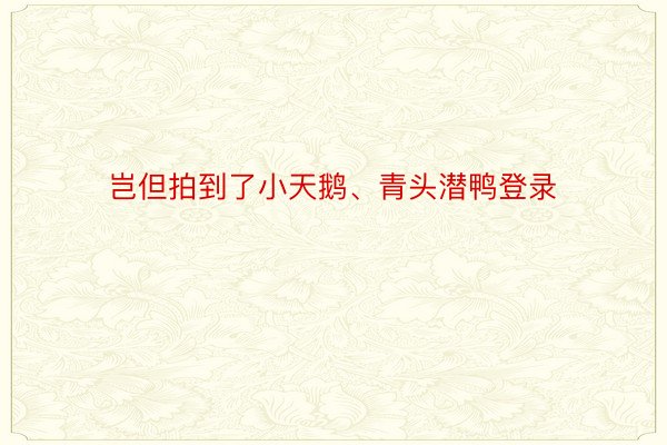 岂但拍到了小天鹅、青头潜鸭登录